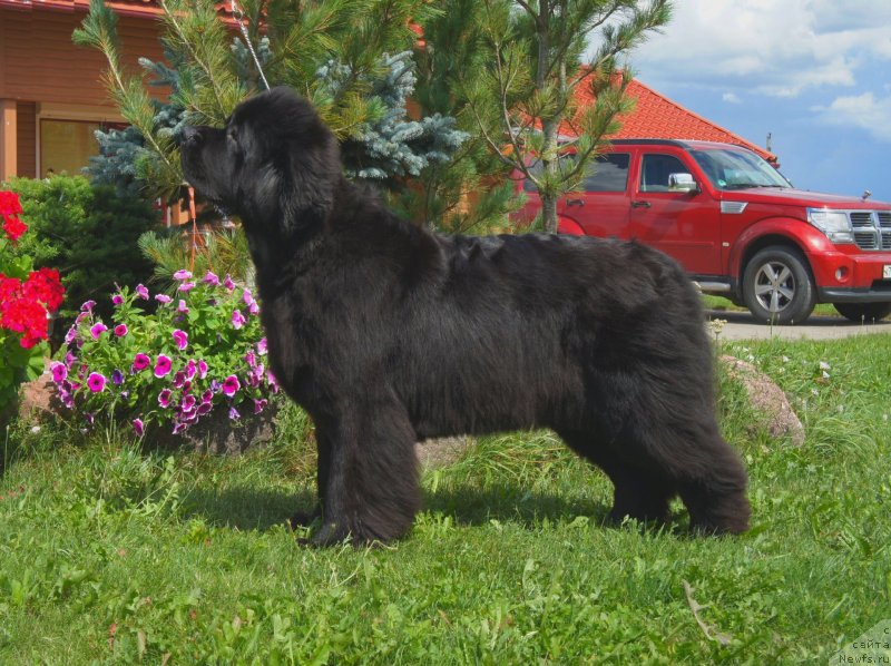 Фотография № 238343