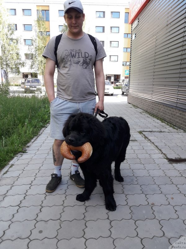 Фото: ньюфаундленд Gektor ot Karel'skih Medvedey (Гектор от Карельских Медведей)