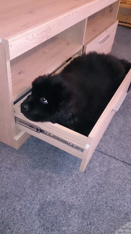 Фото: ньюфаундленд Braunblad MSK Layt Ryey (Браунблад МСК Лайт Рэй)