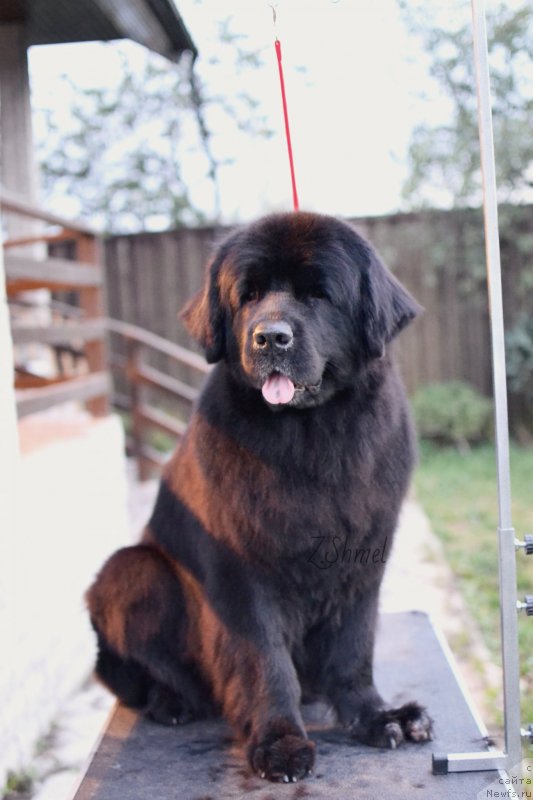 Фото: ньюфаундленд Lepestok Lilii (Лепесток Лилии)