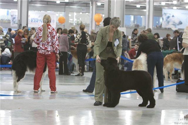 Фото: ньюфаундленд Giacomo vom Darius Land, Nina Bazulina (Нина Базулина)