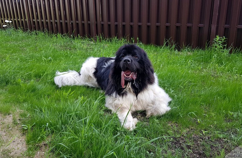 Фото: ньюфаундленд Vodoley ot Karel'skih Medvedey (Водолей от Карельских Медведей)