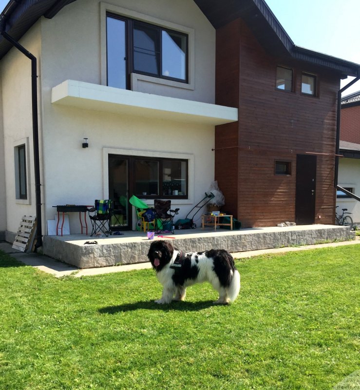 Фото: ньюфаундленд Vodoley ot Karel'skih Medvedey (Водолей от Карельских Медведей)