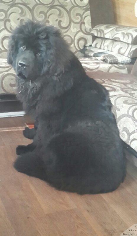 Фотография № 238389