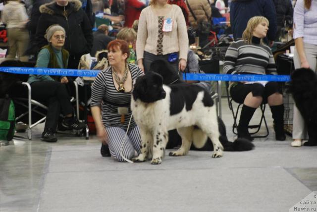 Фото: ньюфаундленд Don't Worry Be Happy de L'Etoile de Cyrice, Ekaterina Kormakova (Екатерина Кормакова)