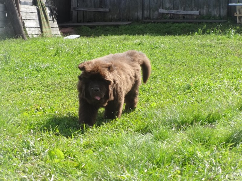 Фото: ньюфаундленд N'yufort Oveyshen Goldi Knayt (Ньюфорт Овейшен Голди Кнайт)