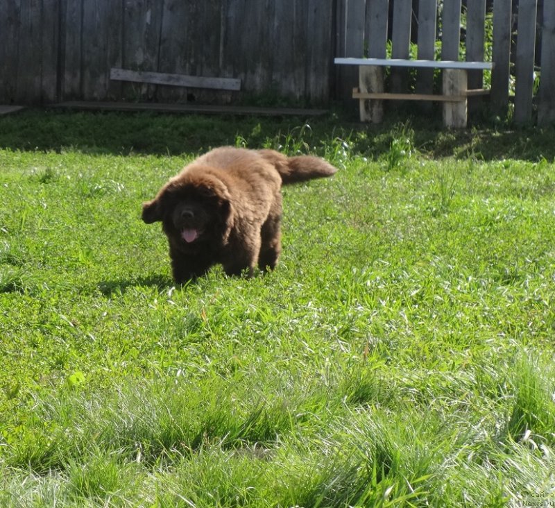 Фото: ньюфаундленд N'yufort Oveyshen Goldi Knayt (Ньюфорт Овейшен Голди Кнайт)