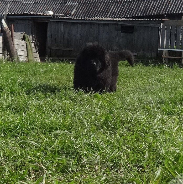Фото: сын, ньюфаундленд N'yufort Uitni Tradiciya Legendyi (Ньюфорт Уитни Традиция Легенды)