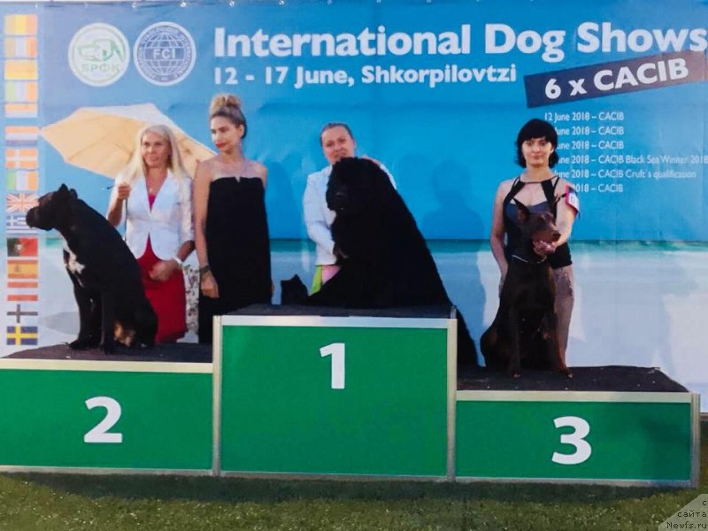 Фото: ньюфаундленд N'yufort Instinkt Vinner Knayt Itus (Ньюфорт Инстинкт Виннер Кнайт Итус)