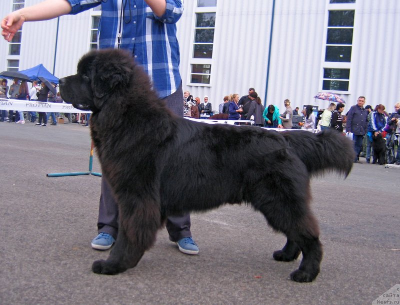 Фото: ньюфаундленд SHkiper SHelton iz Plemeni Kedra (Шкипер Шелтон из Племени Кедра)