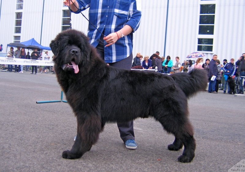 Фото: ньюфаундленд SHkiper SHelton iz Plemeni Kedra (Шкипер Шелтон из Племени Кедра)
