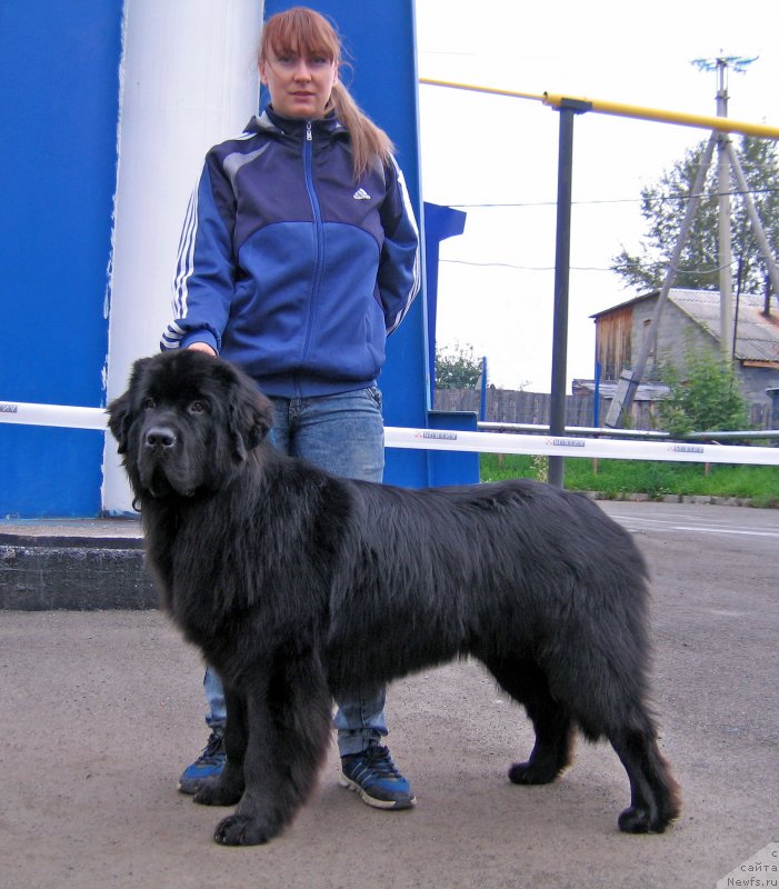 Фото: ньюфаундленд CHelesta iz Plemeni Kedra (Челеста из Племени Кедра)