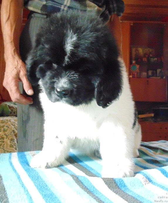 Фото: ньюфаундленд Baffi ot Karel'skih Medvedey (Баффи от Карельских Медведей)