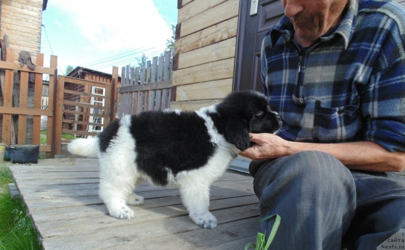 Фото: ньюфаундленд Baffi ot Karel'skih Medvedey (Баффи от Карельских Медведей)