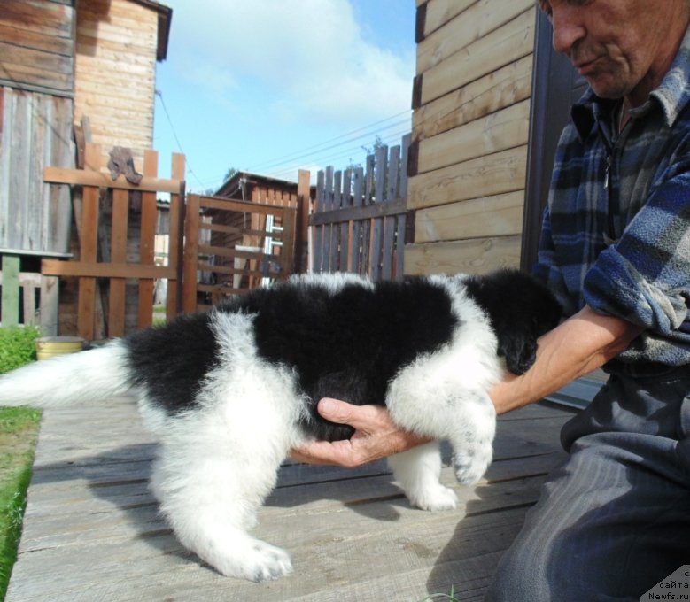 Фото: ньюфаундленд Baffi ot Karel'skih Medvedey (Баффи от Карельских Медведей)
