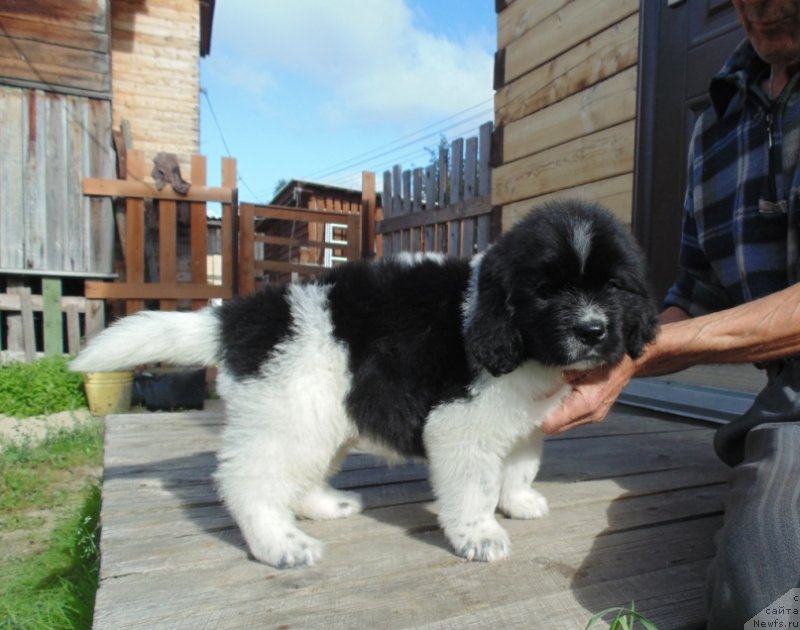 Фото: ньюфаундленд Baffi ot Karel'skih Medvedey (Баффи от Карельских Медведей)