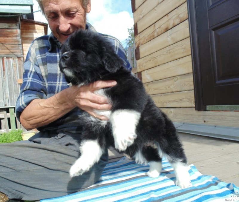 Фото: ньюфаундленд Super Bizon Tadj-Mahal (Супер Бизон Тадж-Махал)