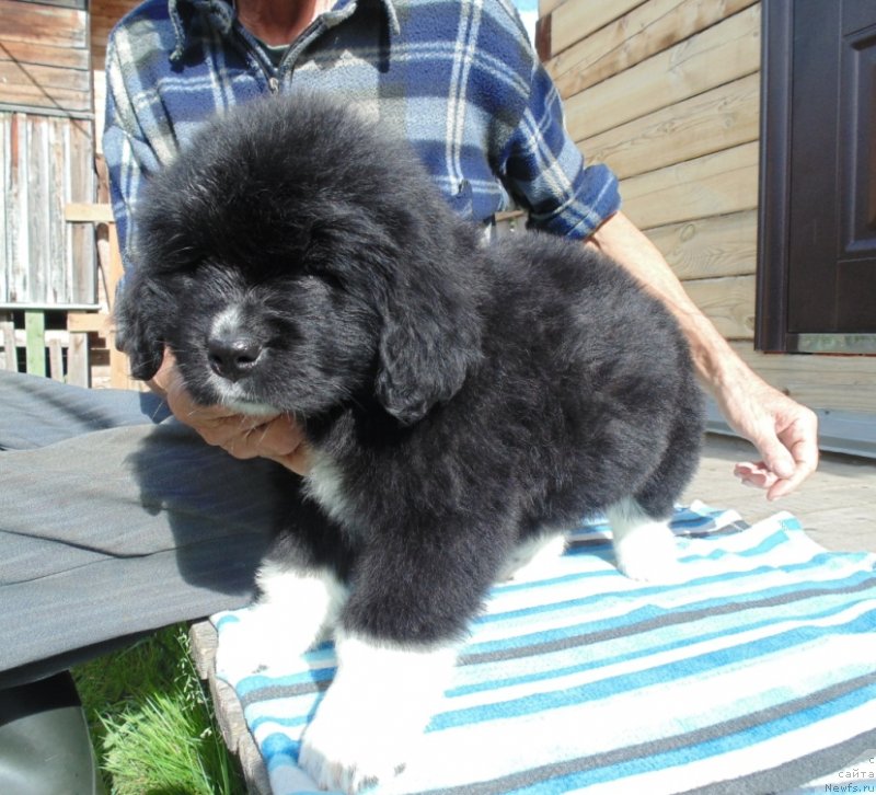 Фото: ньюфаундленд Super Bizon Tadj-Mahal (Супер Бизон Тадж-Махал)
