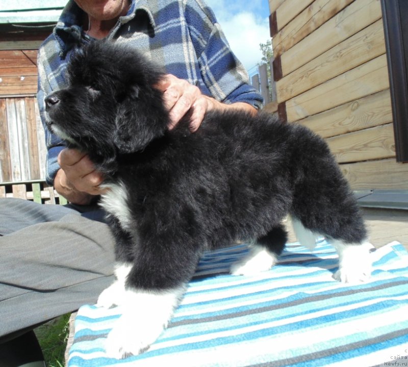 Фото: ньюфаундленд Super Bizon Tadj-Mahal (Супер Бизон Тадж-Махал)