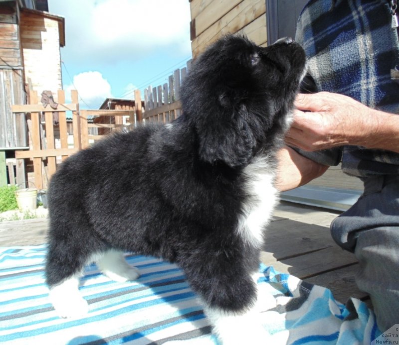 Фото: ньюфаундленд Super Bizon Tadj-Mahal (Супер Бизон Тадж-Махал)