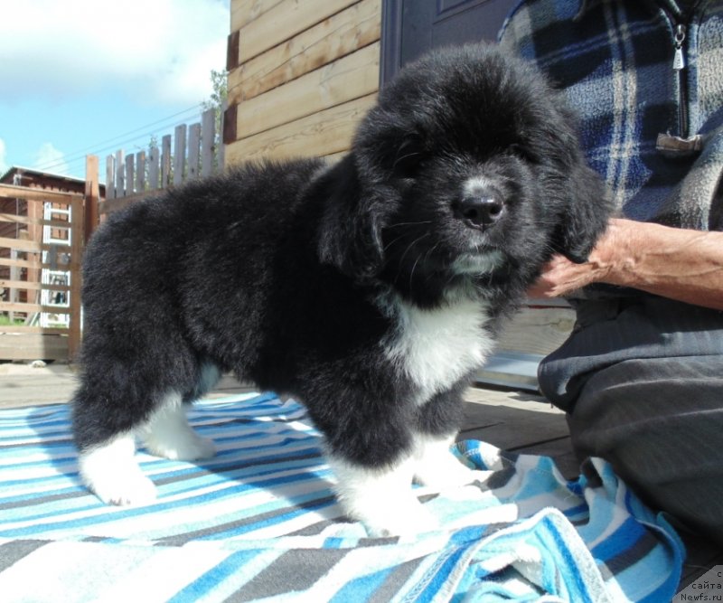 Фото: ньюфаундленд Super Bizon Tadj-Mahal (Супер Бизон Тадж-Махал)