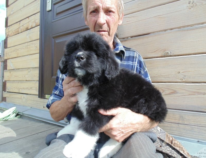 Фото: ньюфаундленд Super Bizon Tadj-Mahal (Супер Бизон Тадж-Махал)