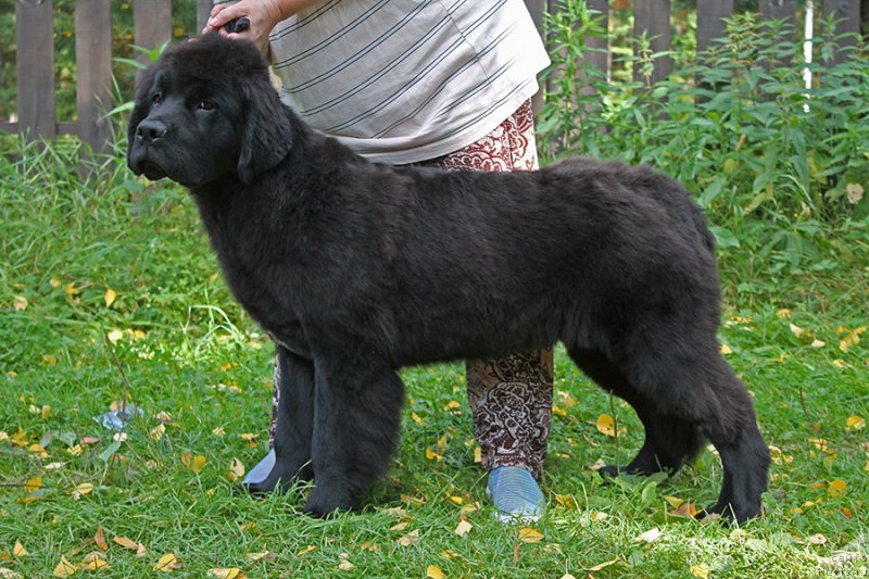 Фото: ньюфаундленд Super Bizon Florida (Супер Бизон Флорида)