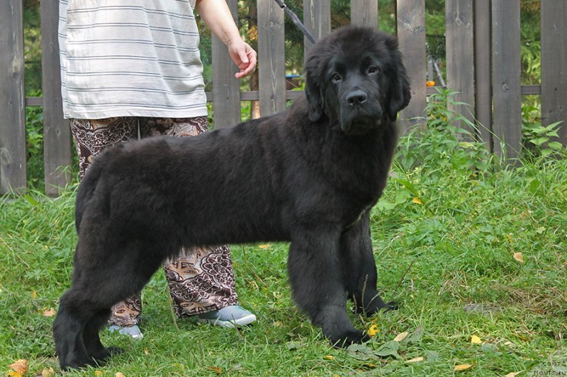 Фотография № 238441