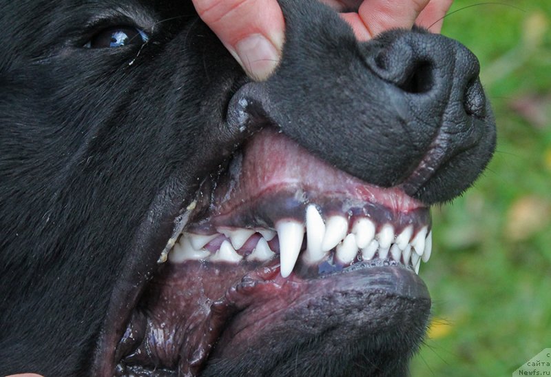 Фото: ньюфаундленд Super Bizon Florida (Супер Бизон Флорида)