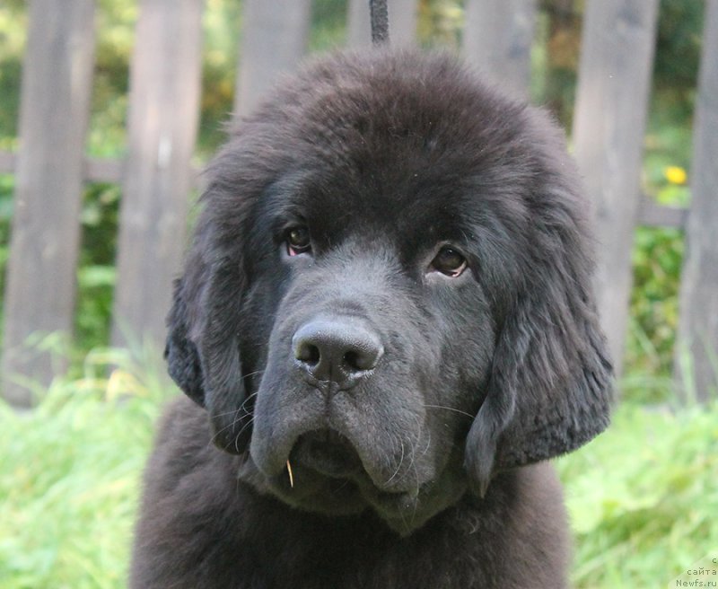 Фото: ньюфаундленд Super Bizon Florida (Супер Бизон Флорида)