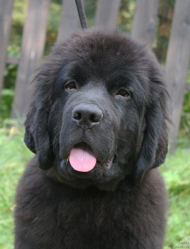 Фото: ньюфаундленд Super Bizon Florida (Супер Бизон Флорида)