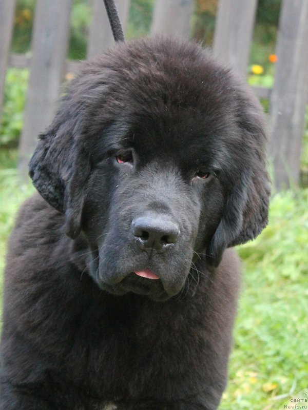 Фото: ньюфаундленд Super Bizon Florida (Супер Бизон Флорида)