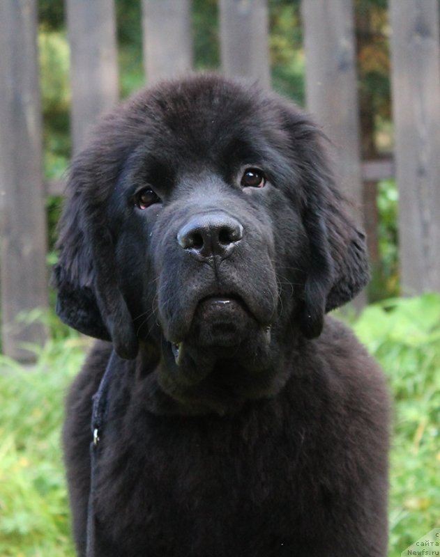 Фото: ньюфаундленд Super Bizon Florida (Супер Бизон Флорида)