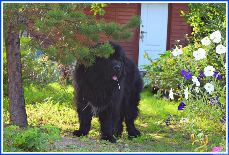 Фото: ньюфаундленд Super Bizon Norberto (Супер Бизон Норберто)