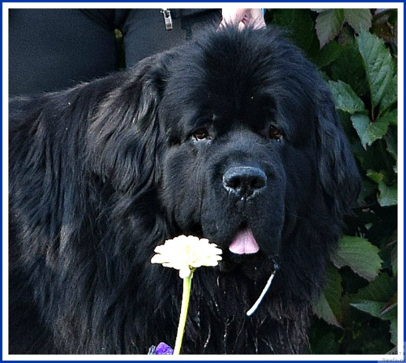 Фото: ньюфаундленд Super Bizon Norberto (Супер Бизон Норберто)