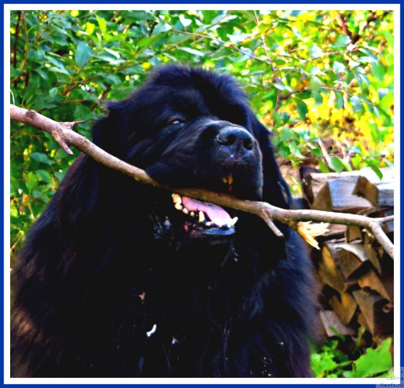 Фотография № 238461