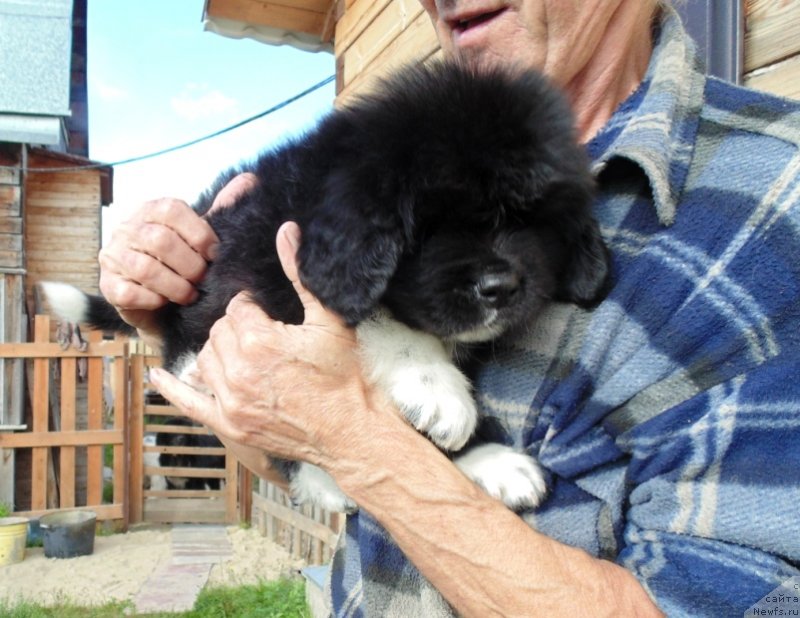 Фото: ньюфаундленд Jan SHer ot Karel'skih Medvedey (Жан Шер от Карельских Медведей)