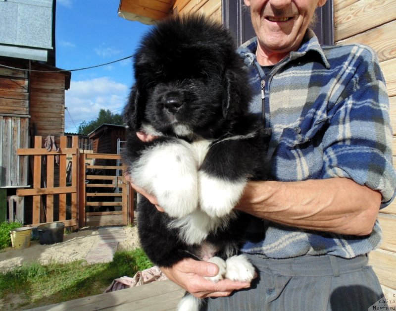 Фото: ньюфаундленд Jan SHer ot Karel'skih Medvedey (Жан Шер от Карельских Медведей)