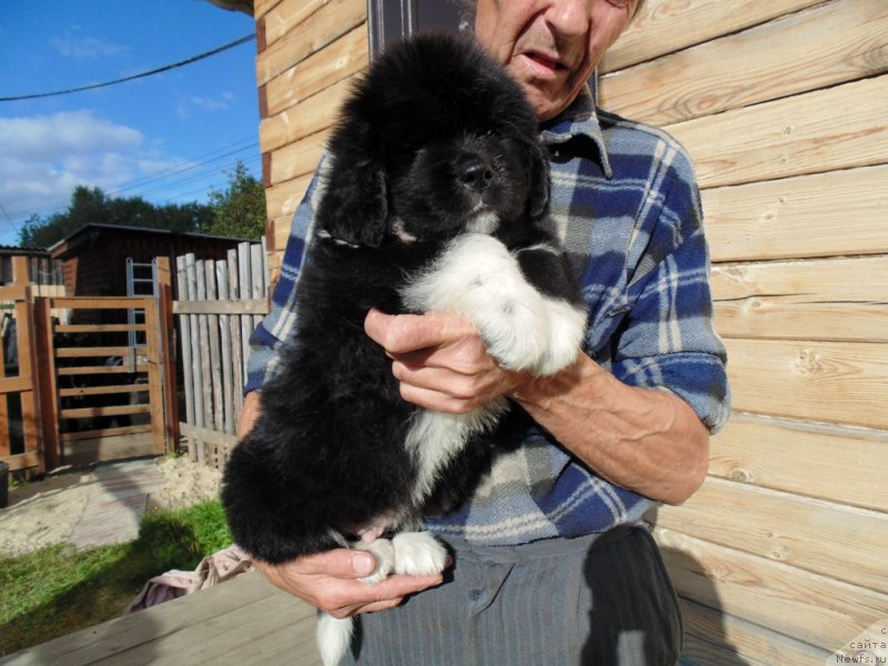 Фото: ньюфаундленд Jan SHer ot Karel'skih Medvedey (Жан Шер от Карельских Медведей)