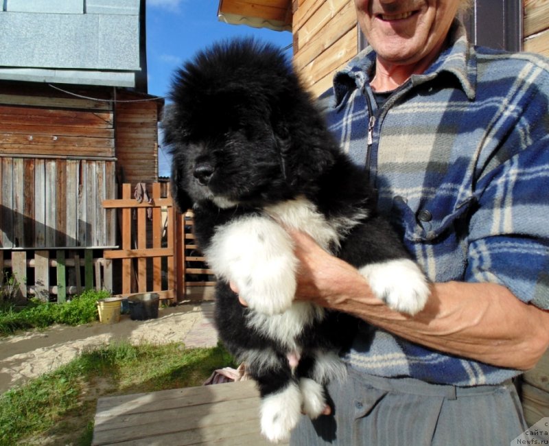 Фото: ньюфаундленд Jan SHer ot Karel'skih Medvedey (Жан Шер от Карельских Медведей)