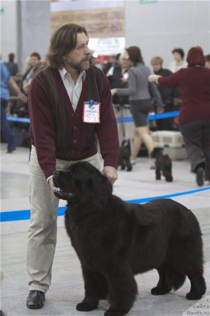 Фото: ньюфаундленд Potap Candri (Потап Цандри), Andrey Zotov (Андрей Зотов)