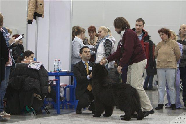 Фото: ньюфаундленд Potap Candri (Потап Цандри), Andrey Zotov (Андрей Зотов)