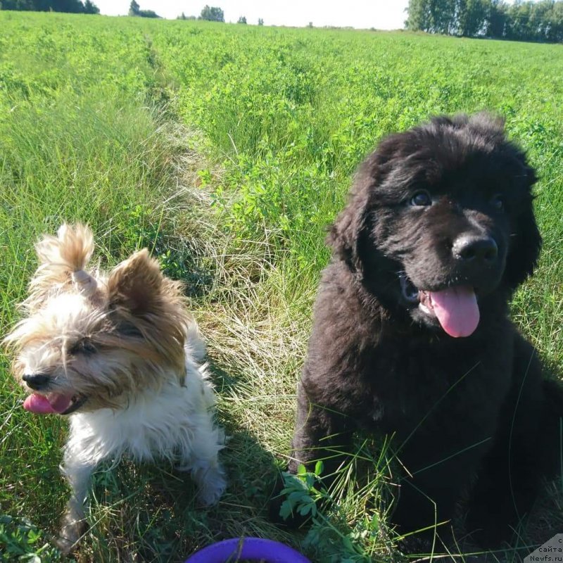 Фото: ньюфаундленд Obush Shed Ichi Oky No Taiyo (Обуш Шед Ичи Оку Но Тайо)