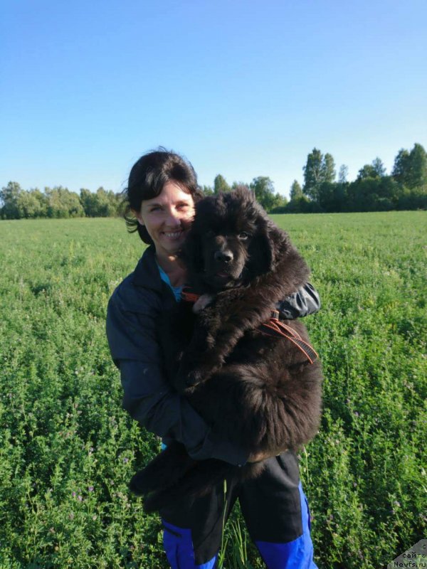 Фото: ньюфаундленд Obush Shed Ichi Oky No Taiyo (Обуш Шед Ичи Оку Но Тайо)