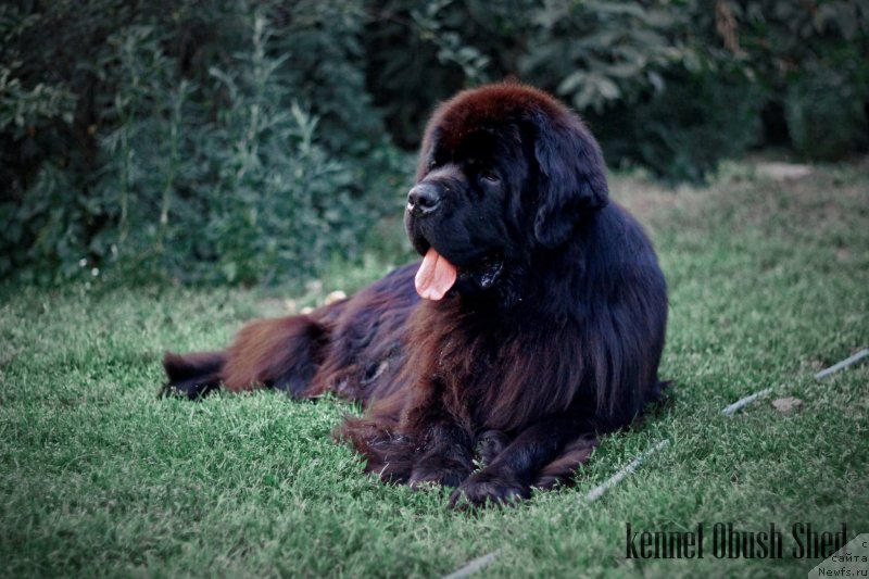 Фото: ньюфаундленд Obush Shed Deutschland (Обуш Шед Дойчленд)