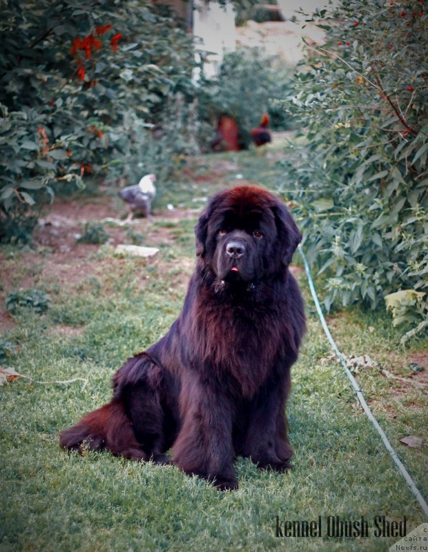 Фото: ньюфаундленд Obush Shed Deutschland (Обуш Шед Дойчленд)