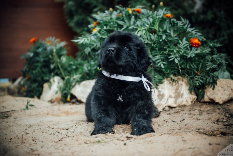 Фото: ньюфаундленд YAltan Moguchiy Medved' (Ялтан Могучий Медведь)