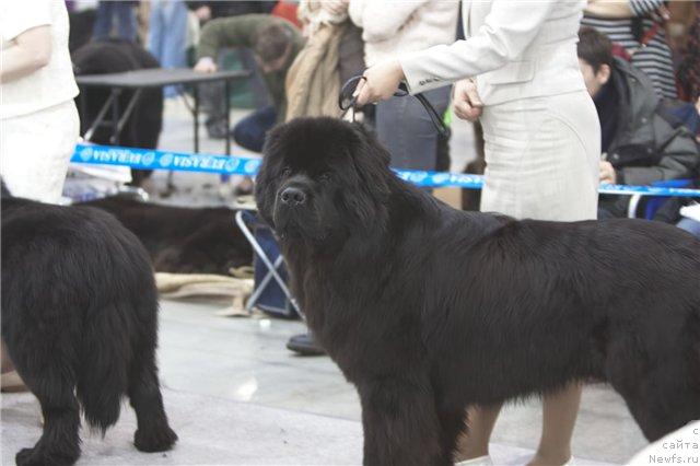 Фото: ньюфаундленд Potap Fidel' (Потап Фидель)