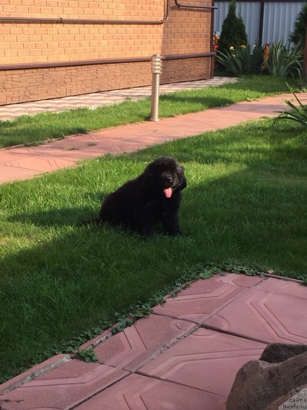 Фото: ньюфаундленд YAltan Moguchiy Medved' (Ялтан Могучий Медведь)