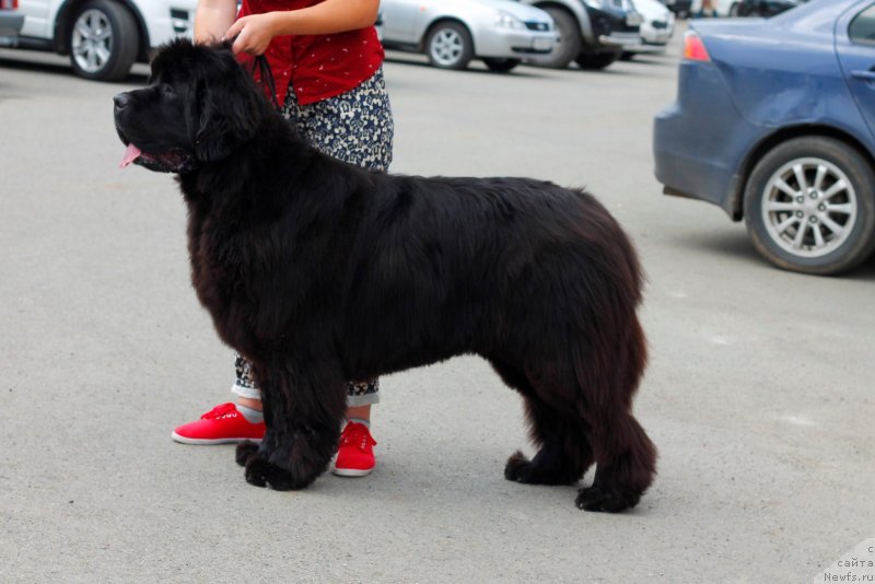 Фото: ньюфаундленд Obush Shed Destiny Shape (Обуш Шед Дестини Шейп)